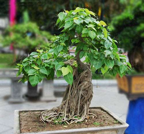 Loi phong thuy khi don dep nha cua ngay Tet ban nen tranh