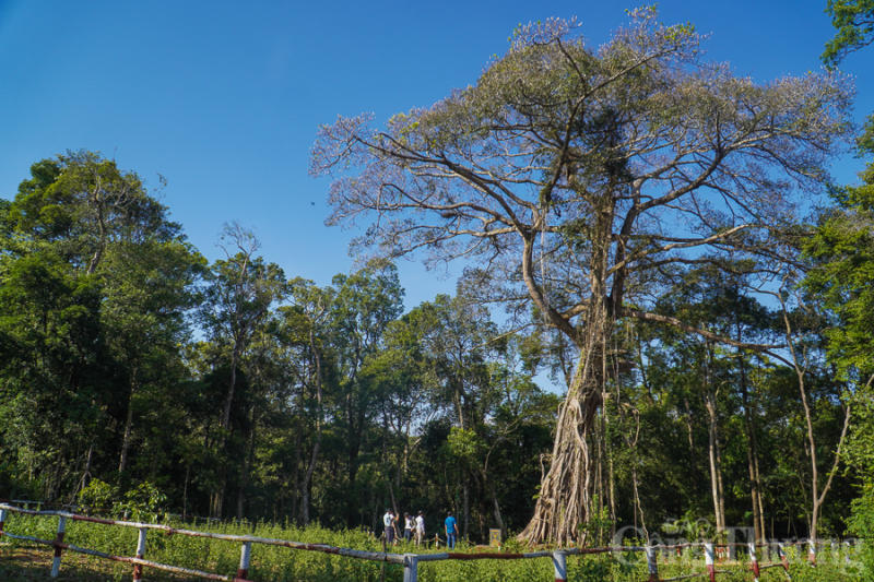 Ngam cay da di san 300 nam tuoi o bien gioi tinh Dak Nong-Hinh-11