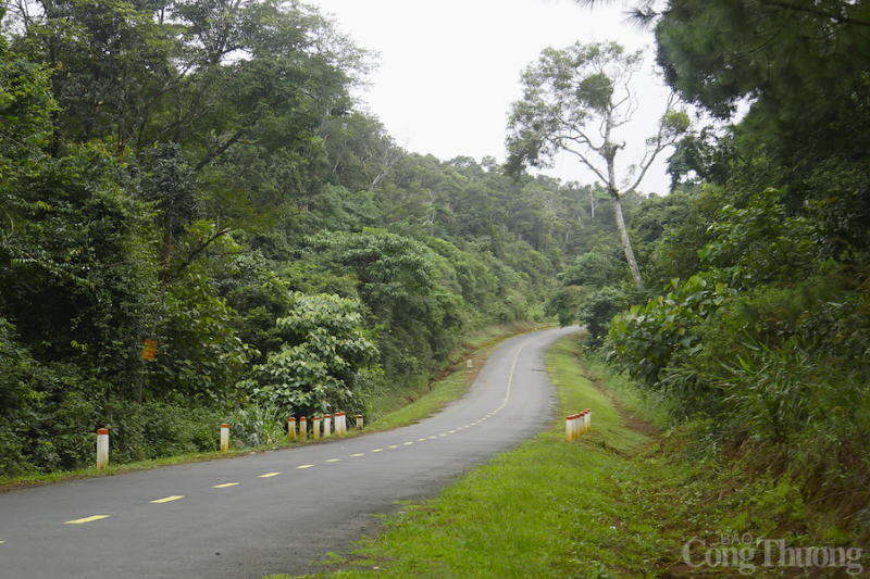 Ngam cay da di san 300 nam tuoi o bien gioi tinh Dak Nong-Hinh-12