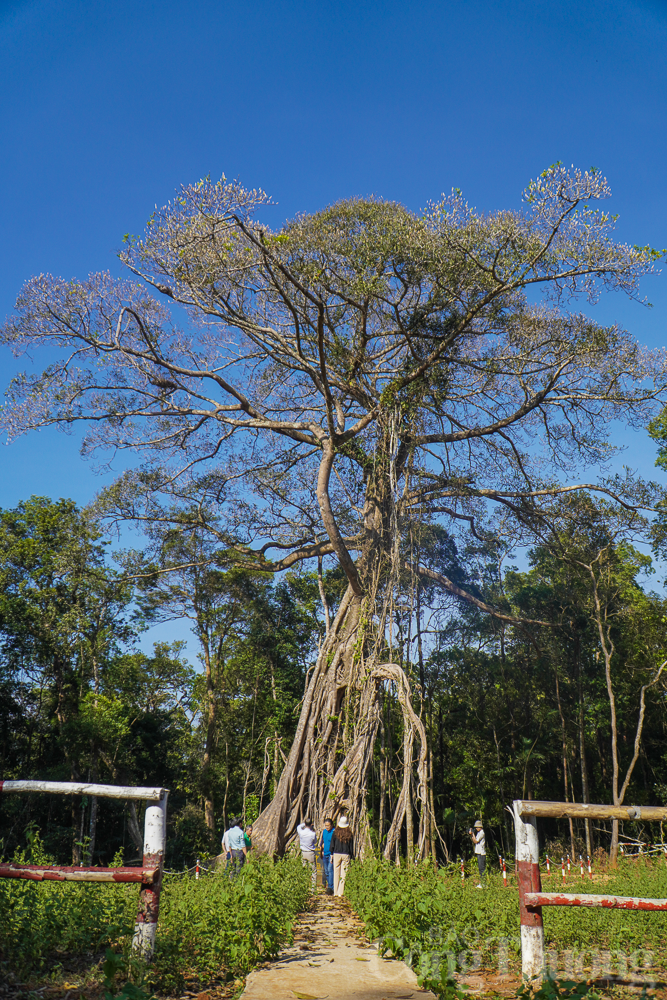 Ngam cay da di san 300 nam tuoi o bien gioi tinh Dak Nong-Hinh-2