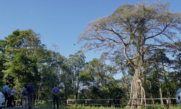 Ngam cay da di san 300 nam tuoi o bien gioi tinh Dak Nong