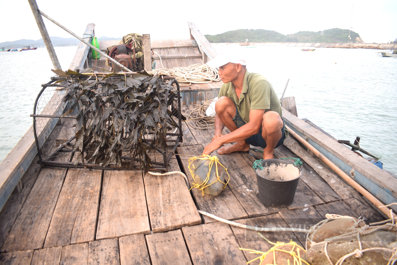 Bay loai ca muc cuc ngon, dan bien Co To kiem tien trieu/ dem-Hinh-3