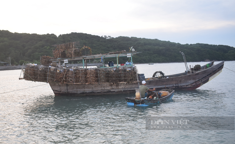 Bay loai ca muc cuc ngon, dan bien Co To kiem tien trieu/ dem