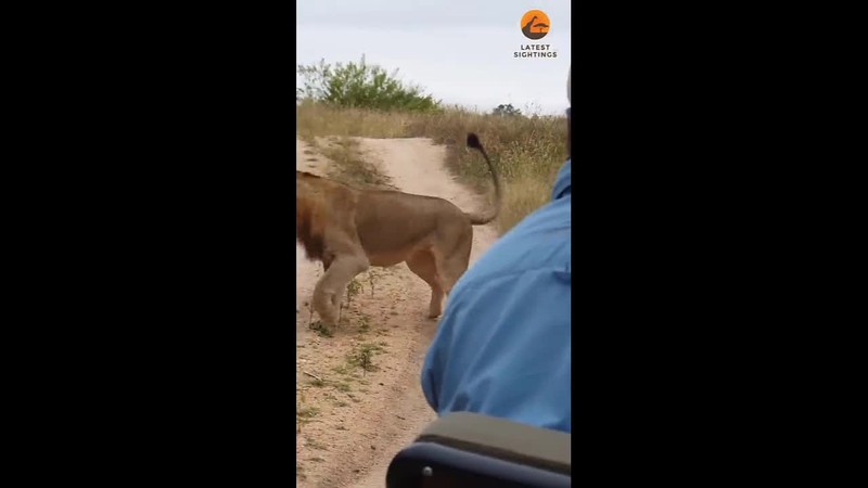 Video: Ran ho mang cham tran su tu giua duong, cai ket bat ngo