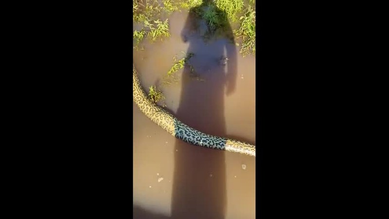 Video: Bi con moi dam xuyen co hong, tran anaconda nhan ket tham