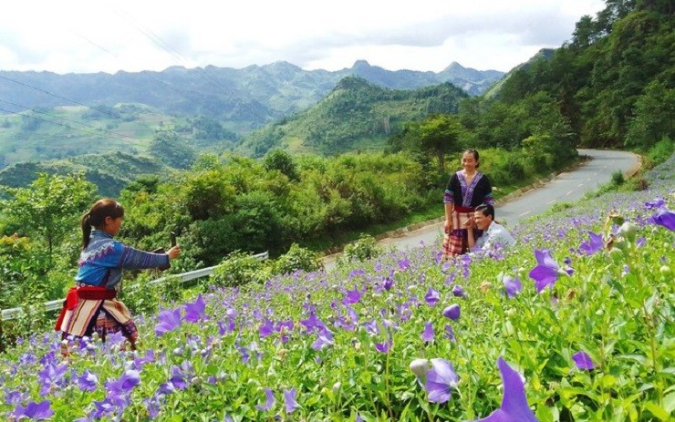 Cay duoc lieu quy hoa no dep nhu phim, nguoi dan thu tien ty-Hinh-4