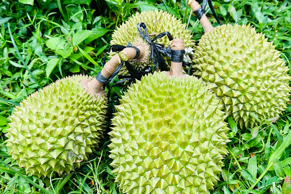 Trung ga chi 14 ngan/chuc, sau rieng Musang King re khong ngo