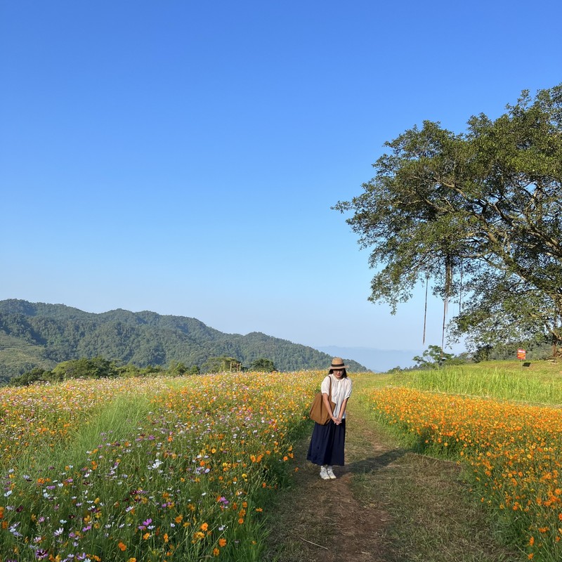 Dong hoa trong tren ruong bac thang, dep nhu co tich o Hoa Binh-Hinh-4