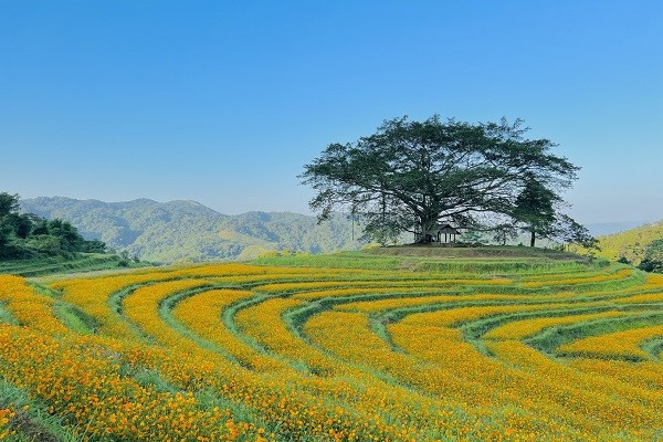 Dong hoa trong tren ruong bac thang, dep nhu co tich o Hoa Binh