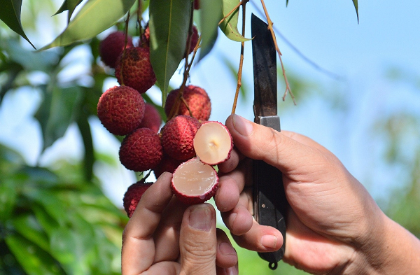 Thanh Hoa: Mo rong vung trong vai thieu khong hat de xuat khau