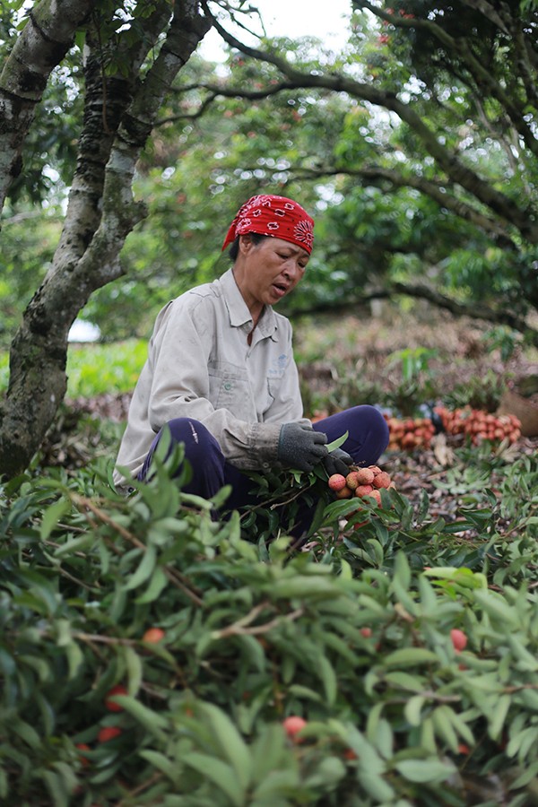 Vai thieu Thanh Ha mua buon 15 nghin/kg, vua mat mua vua mat gia-Hinh-9