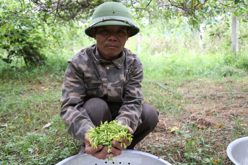 Nong dan thu nhap cao tu loai hoa co ten goi xinh dep-Hinh-4