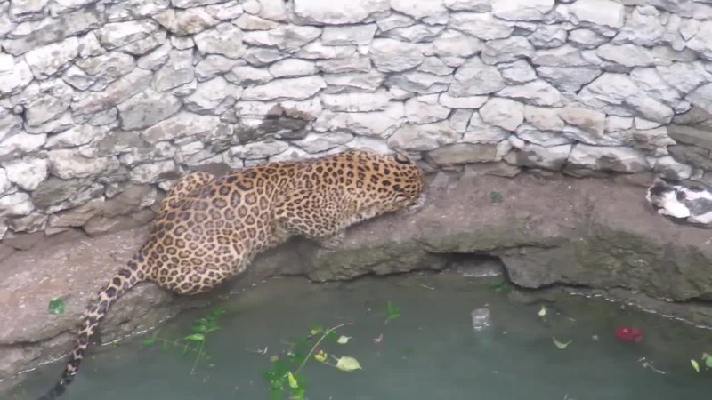 Video: Meo nha doi dau bao hoa mai duoi gieng sau va cai ket