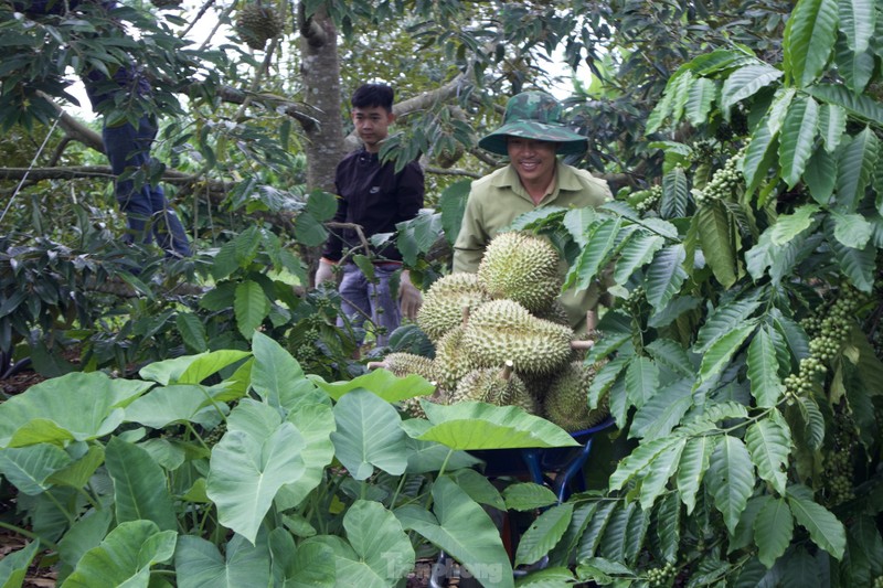 Kiem tien trieu moi ngay nho nghe go loai qua day gai-Hinh-12