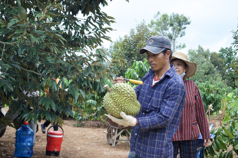 Kiem tien trieu moi ngay nho nghe go loai qua day gai-Hinh-13