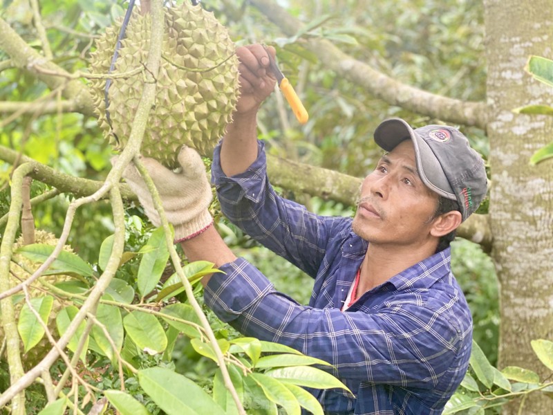 Kiem tien trieu moi ngay nho nghe go loai qua day gai-Hinh-4