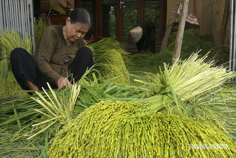 Vao lang Me Tri xem nguoi dan “luyen” com, nghe tieng chay tham thinh