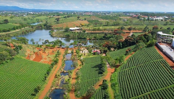 Kham pha doi che Tam Chau (Bao Loc) - thien duong mau xanh