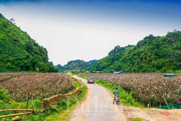 Den Suoi co vang trai nghiem giac ngu trong may gio-Hinh-5