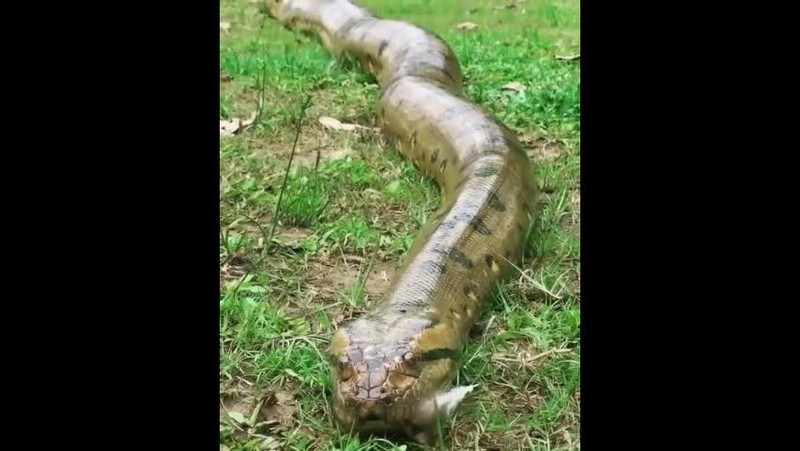Video: Con luoi dung cam gat dau tran anaconda de di chuyen