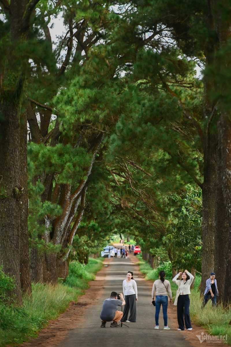 Duong thong dep tho mong nhu Da Lat o Gia Lai-Hinh-2