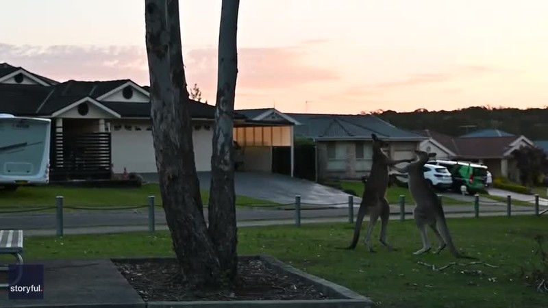 Video: Hai con Kangaroo danh nhau kich tinh nhu tran dau quyen Anh