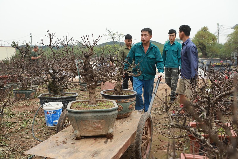 Dao that thon nam phong dieu hoa, doi tro hoa dung dip Tet Nguyen dan-Hinh-12