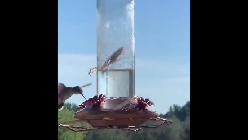 Video: Kinh ngac bo ngua tom gon chim trong nhay mat