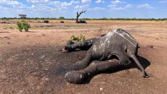 Hon 100 con voi tuyet vong tim nuoc uong, chet trong cong vien Zimbabwe-Hinh-4