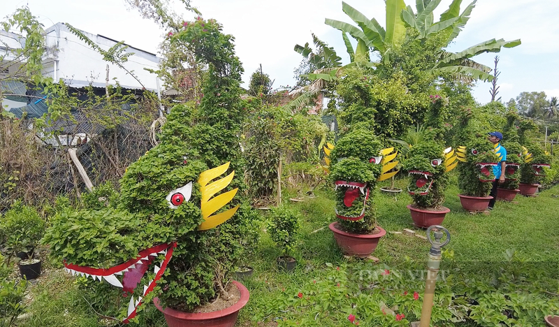 Ngam “dau rong duoi ca” duoc tao tu nhung chau hoa giay-Hinh-4