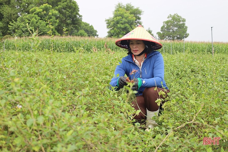 Loai cay moc hoang nay “len doi” thanh duoc lieu-Hinh-2