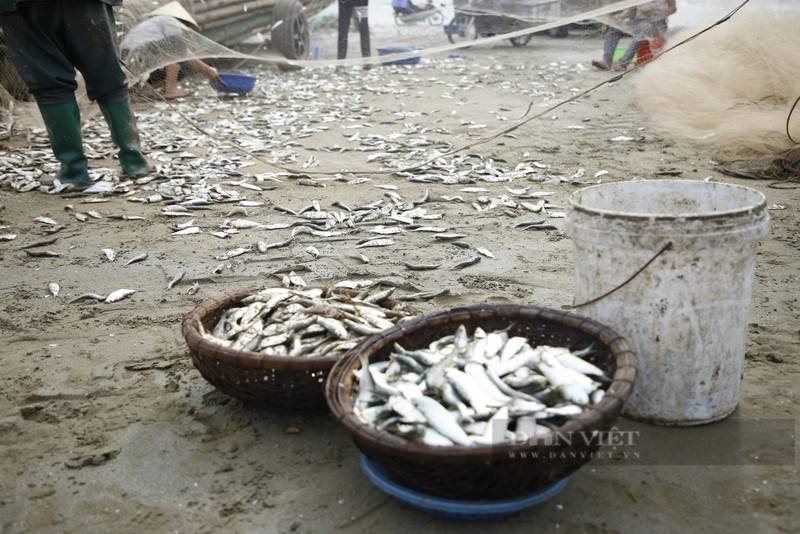 Thang Gieng, ngu dan Thanh Hoa go ca trich moi tay