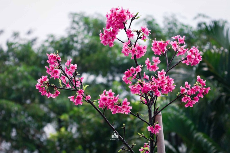 Ngam hoa anh dao Nhat Ban bung no o Ha Noi-Hinh-3