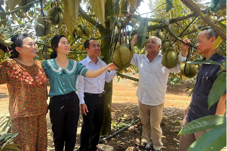 Nong dan o Phu Yen thu nhap khung nho trong sau rieng