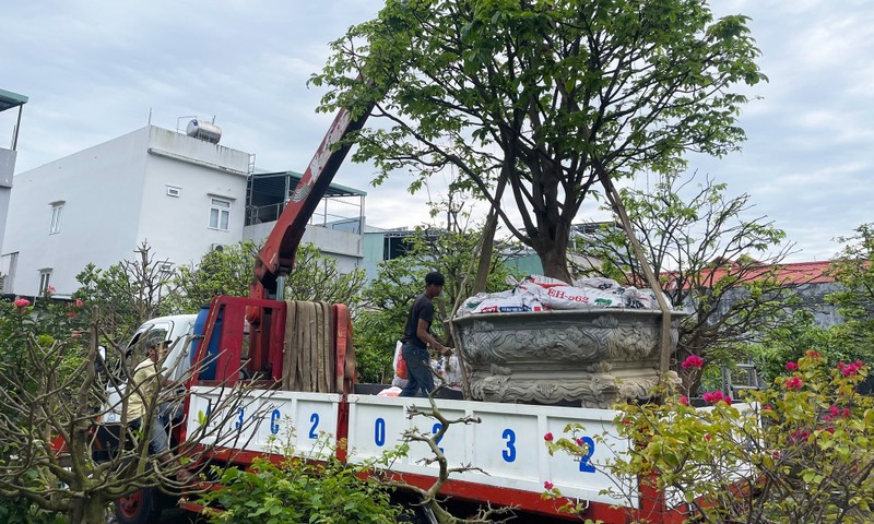 Nong dan Da Nang hoi sinh cay canh Tet ban e-Hinh-2