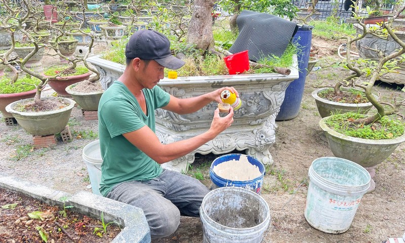 Nong dan Da Nang hoi sinh cay canh Tet ban e-Hinh-5