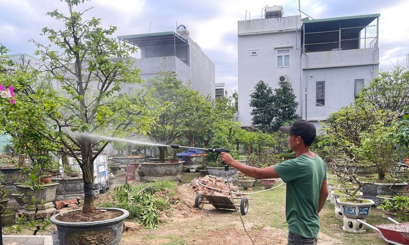 Nong dan Da Nang hoi sinh cay canh Tet ban e-Hinh-6