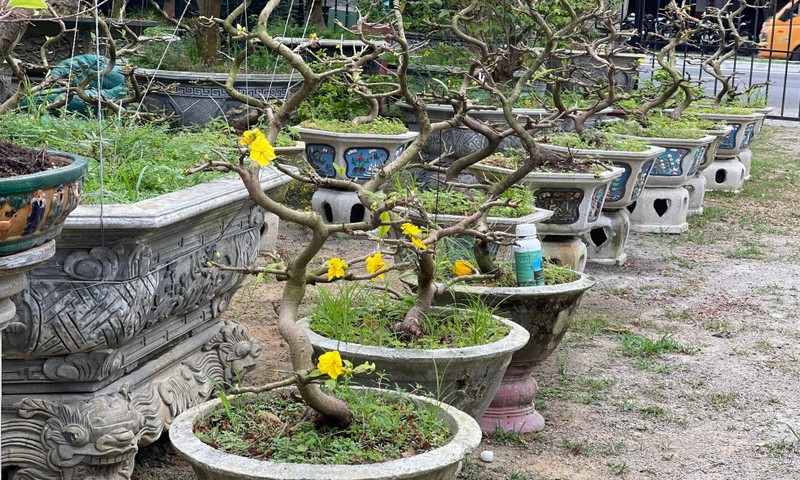 Nong dan Da Nang hoi sinh cay canh Tet ban e-Hinh-8