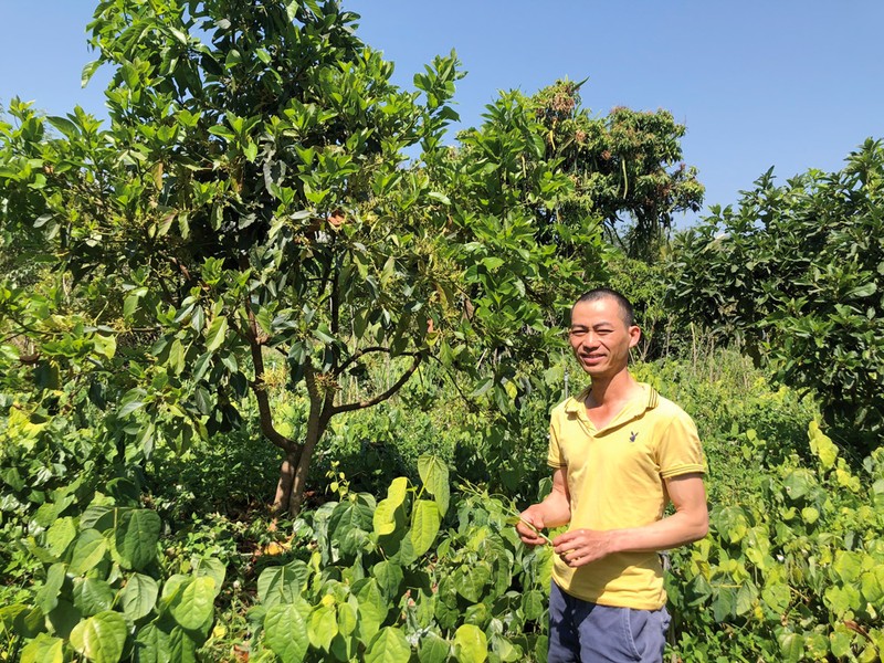 Trong rau dac san trong vuon ca phe, anh nong dan Lam Dong 