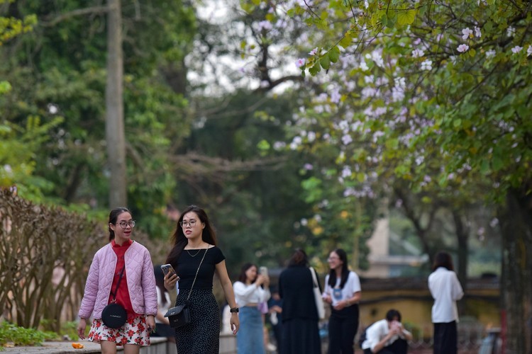 Hoa ban khoe sac doc pho phuong Ha Noi-Hinh-8