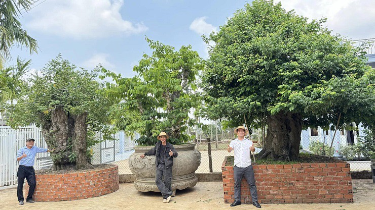 Khoi nghiep tu cay bonsai co thu, 9x Dak Lak doanh thu hang ty/nam-Hinh-5