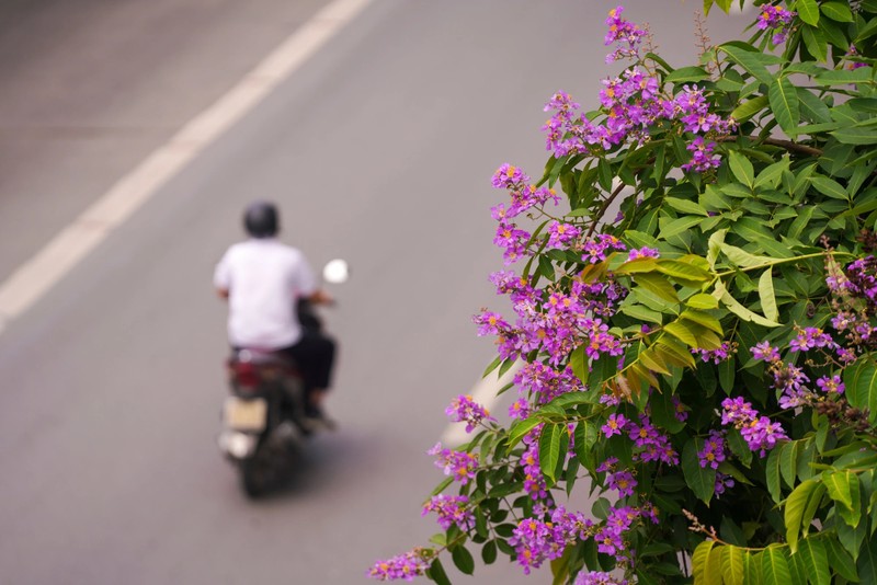 Pho phuong Ha Noi nhuom tim bang lang-Hinh-18