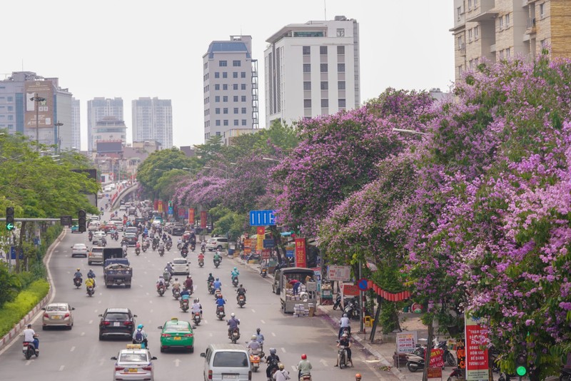 Pho phuong Ha Noi nhuom tim bang lang-Hinh-2