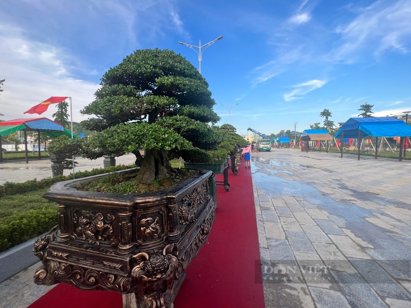 Bonsai “doc la” cua gan 100 nha vuon quy tu ve trien lam-Hinh-12