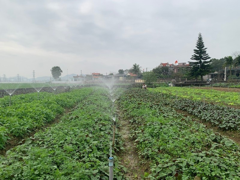 Loai rau thom dan o Nghe An trong thanh cong, thu nhap cao