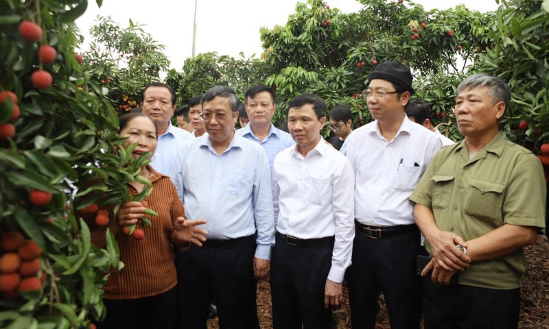 Doc dao vuon vai thieu triu qua, 30 nam khong mat mua-Hinh-3