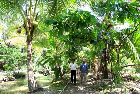 O Vinh Long, dan cho 2 cay nay “chung nha”, thu nhap cao