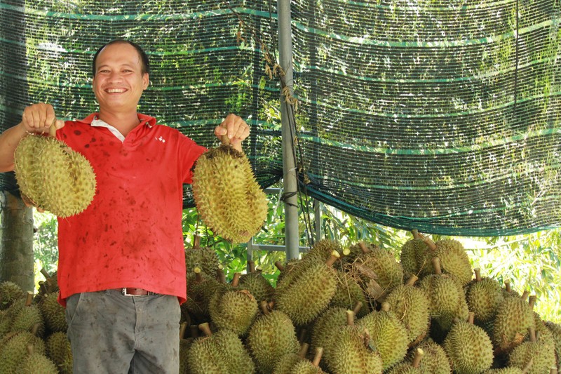 Dan vung trong “cay tien ty” vui vi trung gia sau rieng tang vot