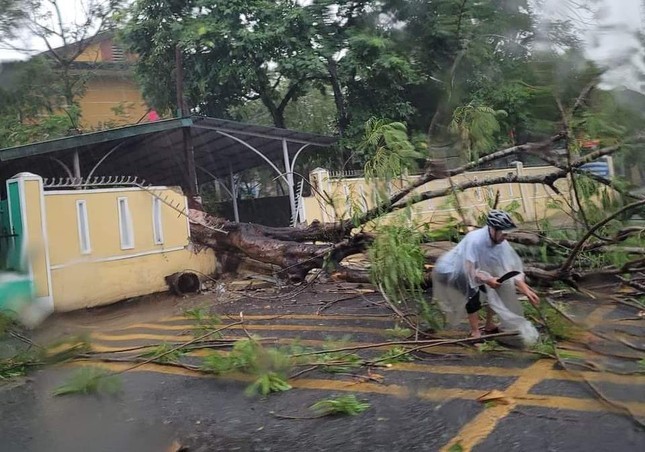 Hue: Cay phuong bat goc de sap tuong truong hoc, chan ngang duong