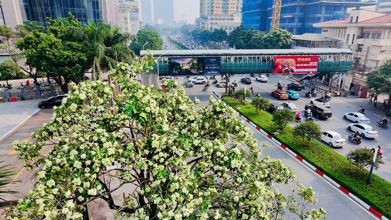 Hoa sua nong nan trong huong Thu Ha Noi